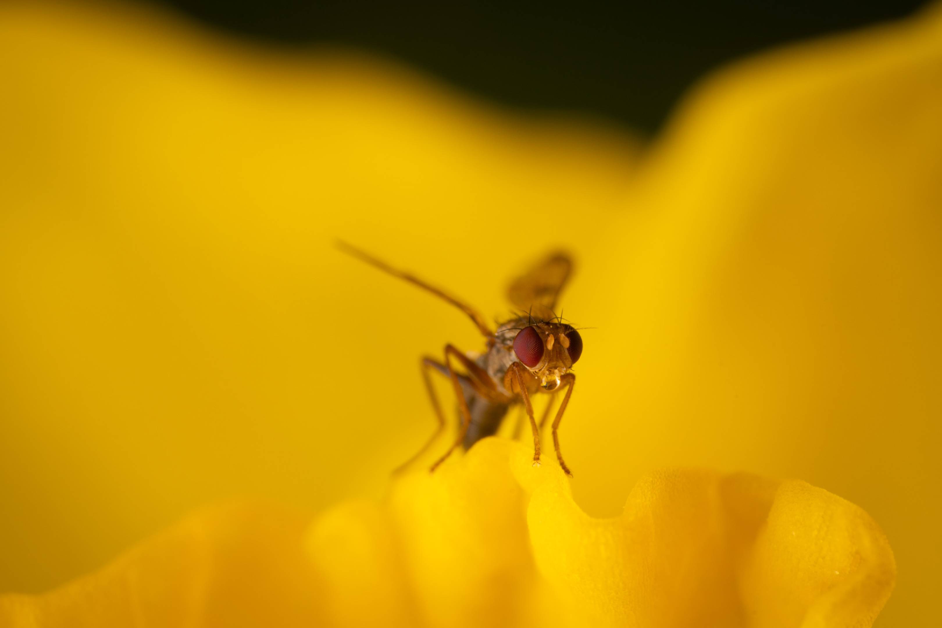 Grass Flies