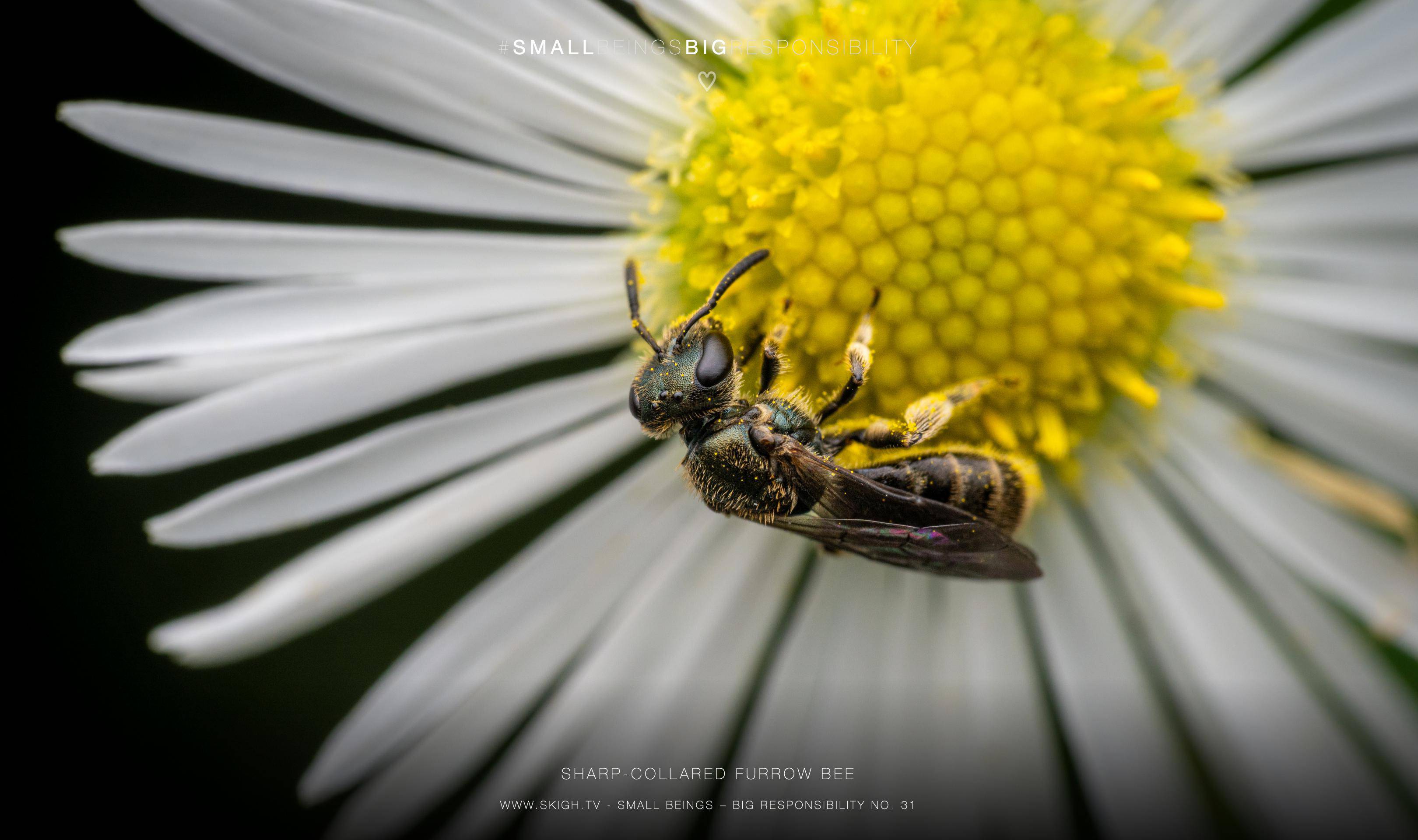 Sharp-collared furrow bee