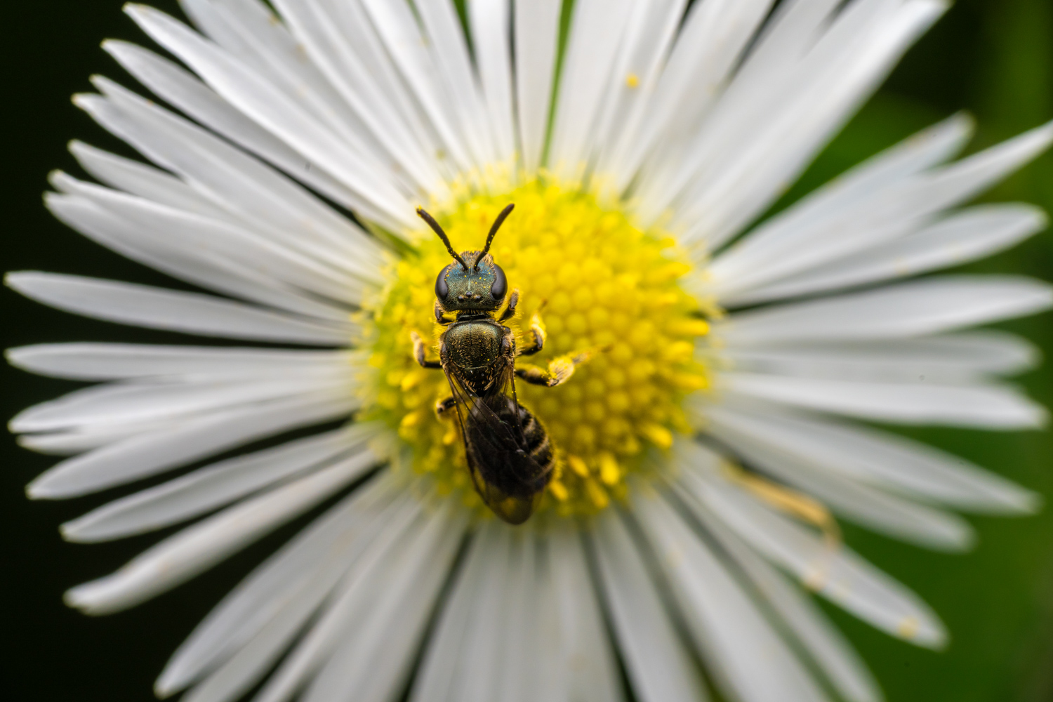 Sharp-collared furrow bee