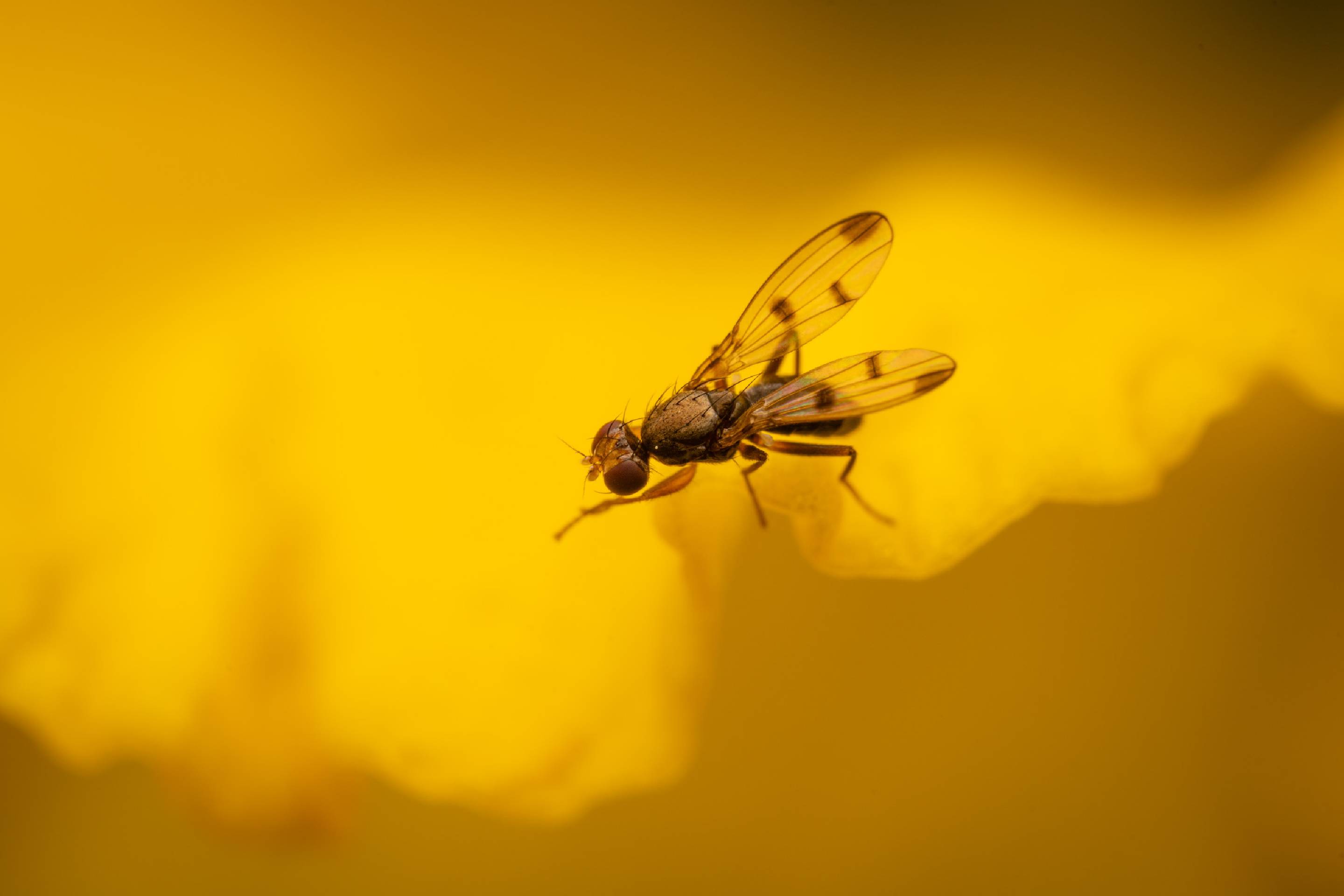 Grass Flies