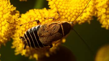 Forest Cockroach