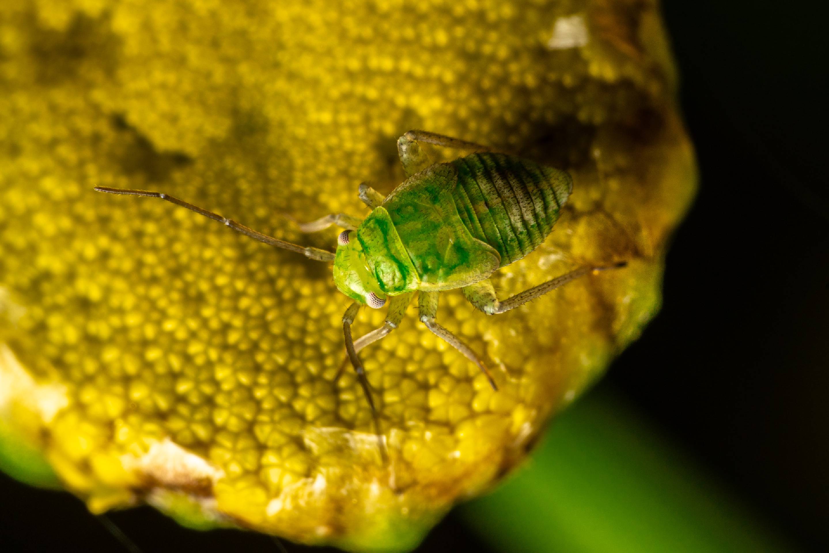 Pea Aphid