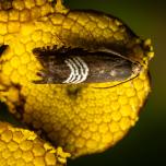 Clover Seed Moth