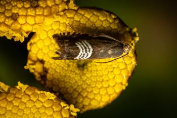 Clover Seed Moth