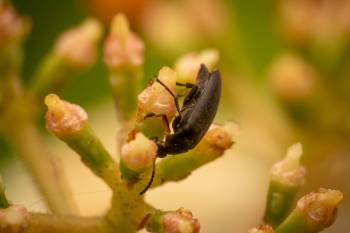 Anaspis frontalis | Anaspis frontalis