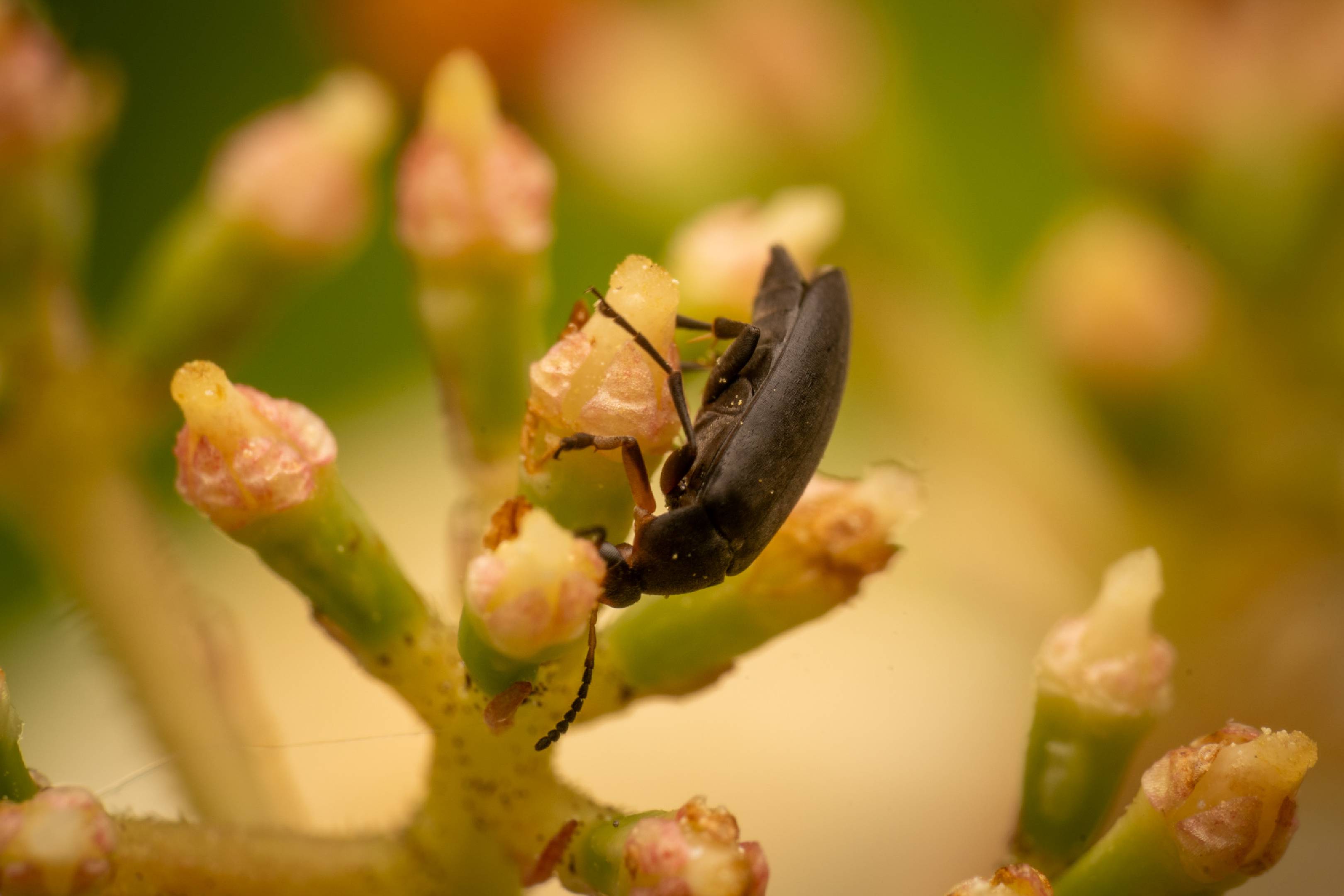 Anaspis frontalis | Anaspis frontalis