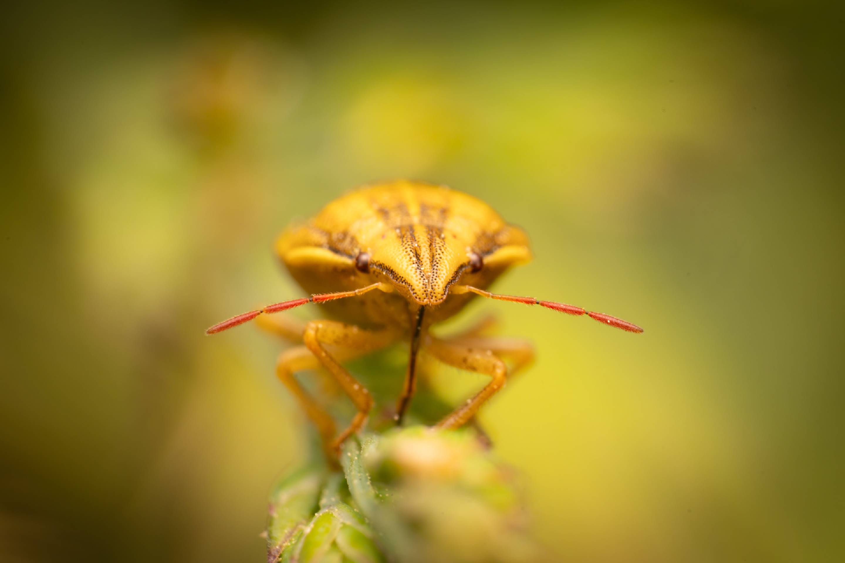 Bishop's Mitre Shield Bug