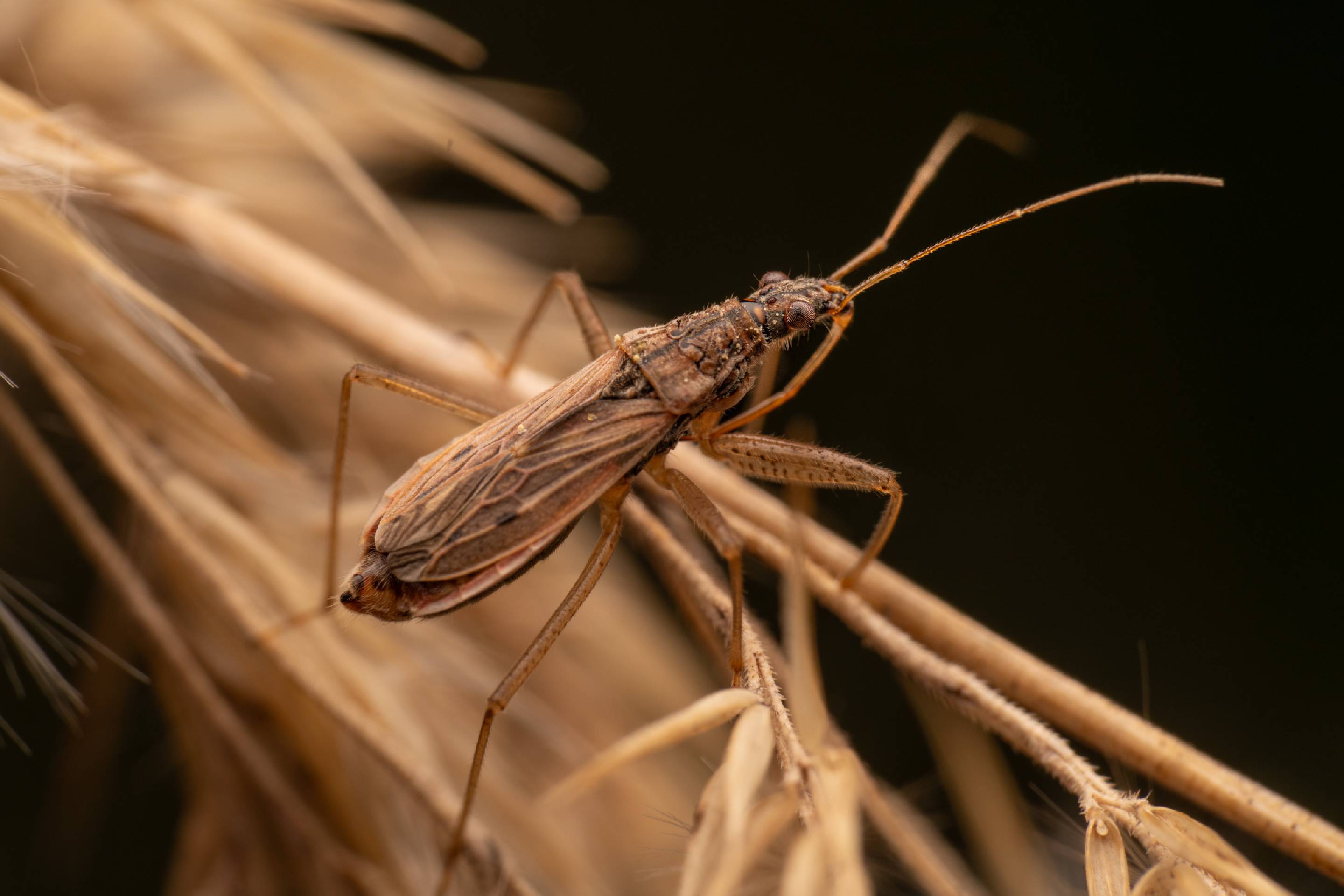 Marsh Damsel Bug