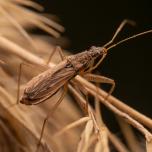 Marsh Damsel Bug