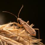Marsh Damsel Bug