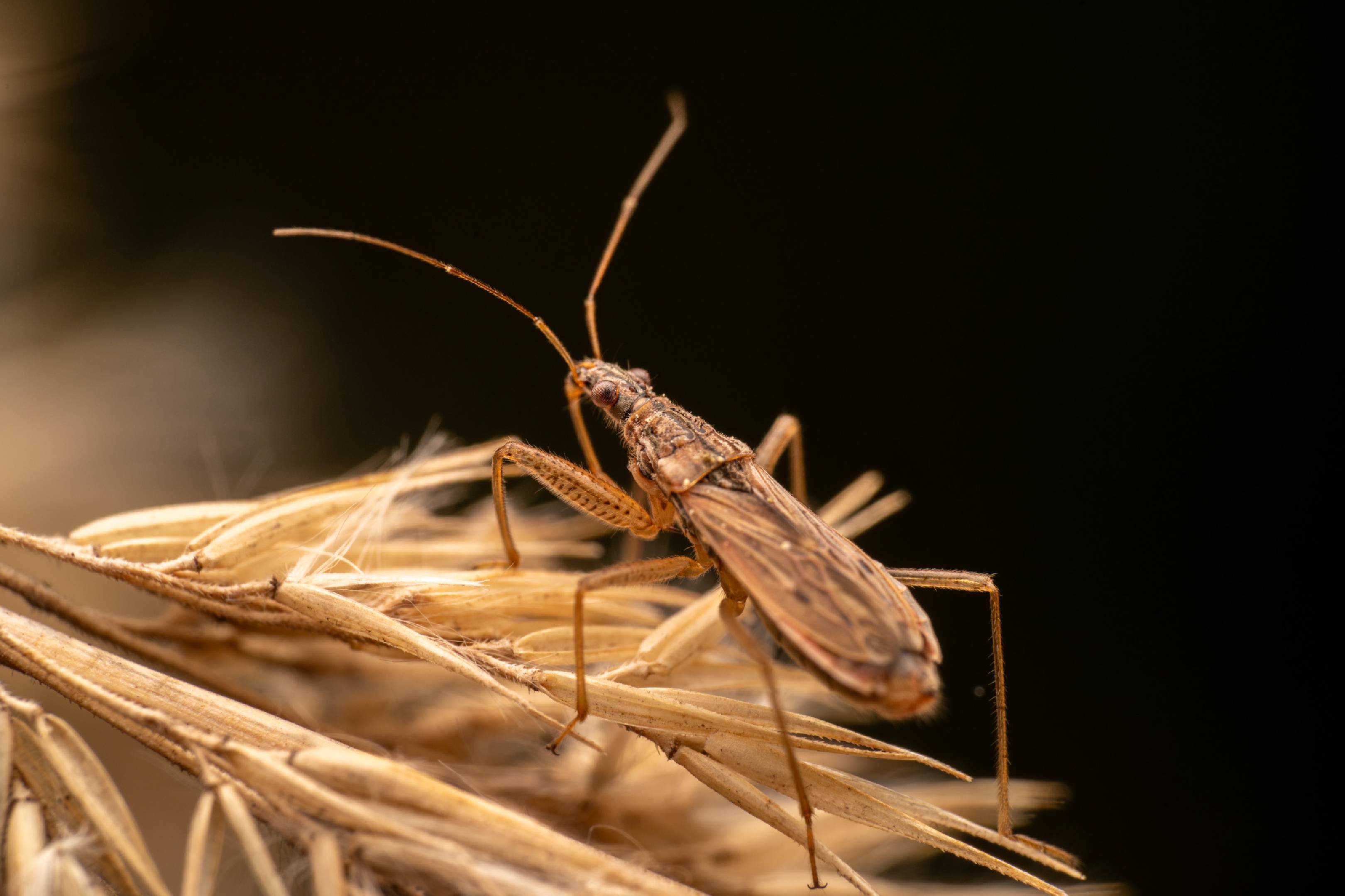 Marsh Damsel Bug