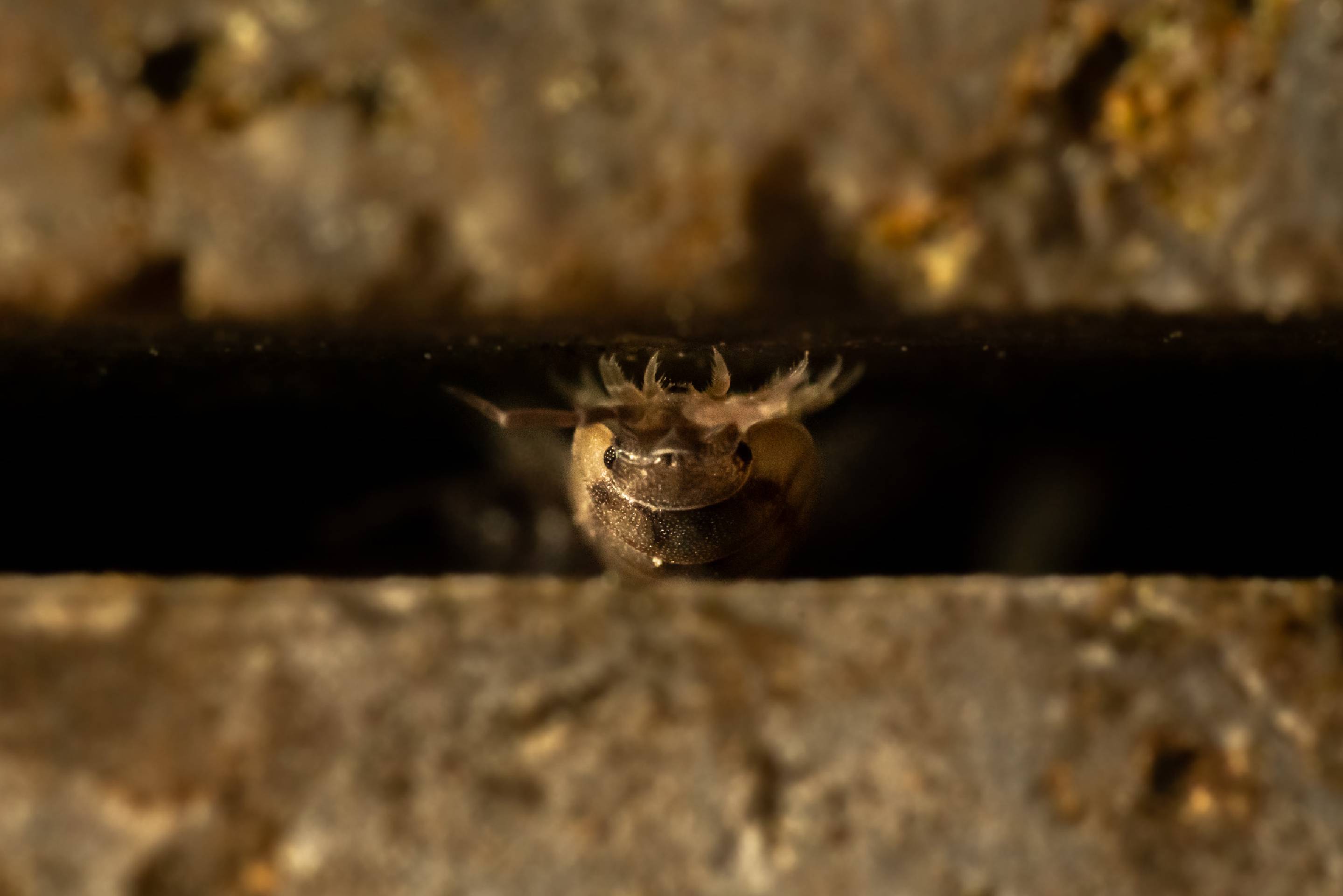 Common Rough Woodlouse