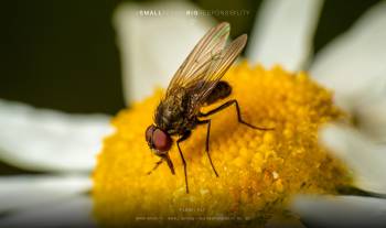 Flesh fly