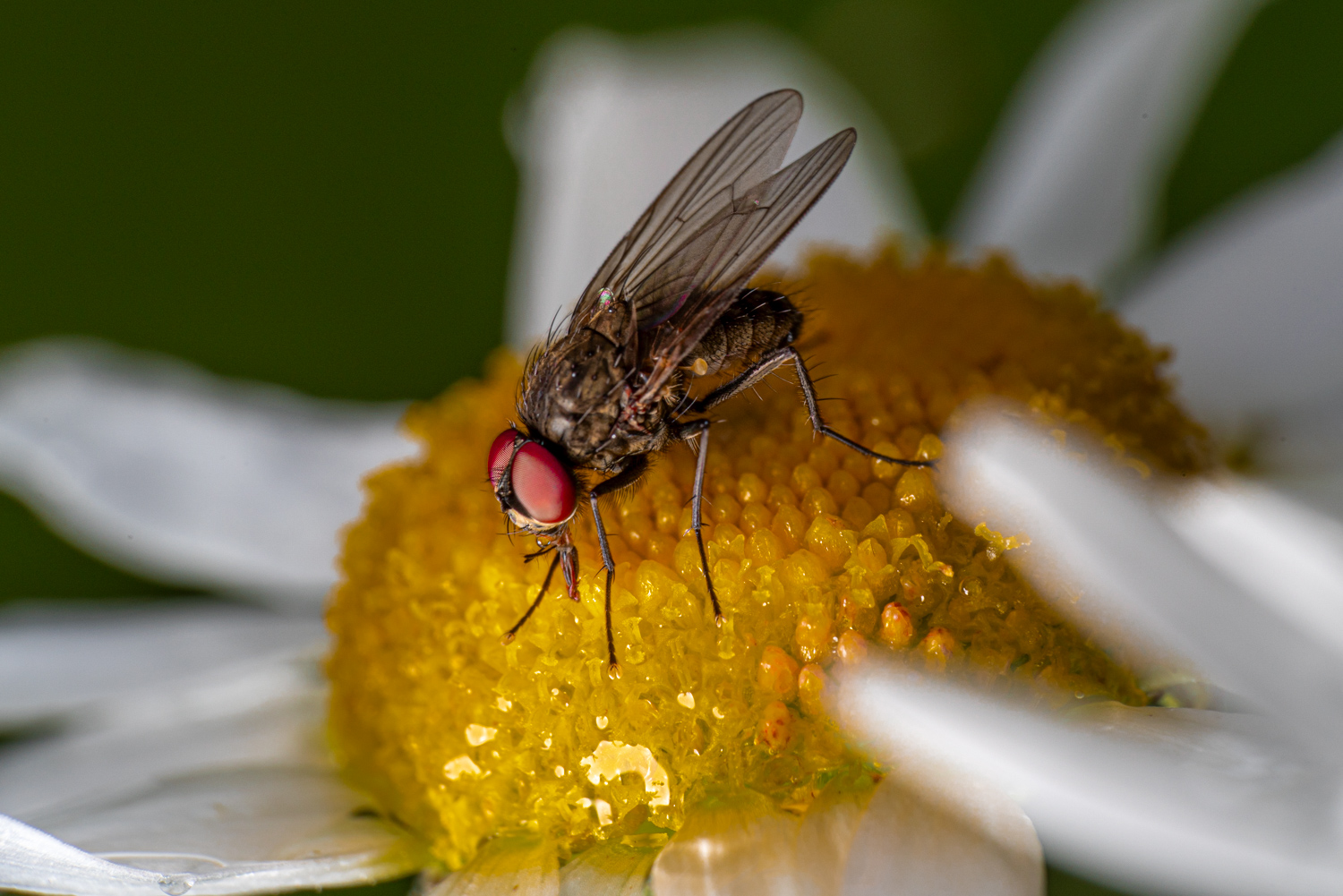 Flesh fly