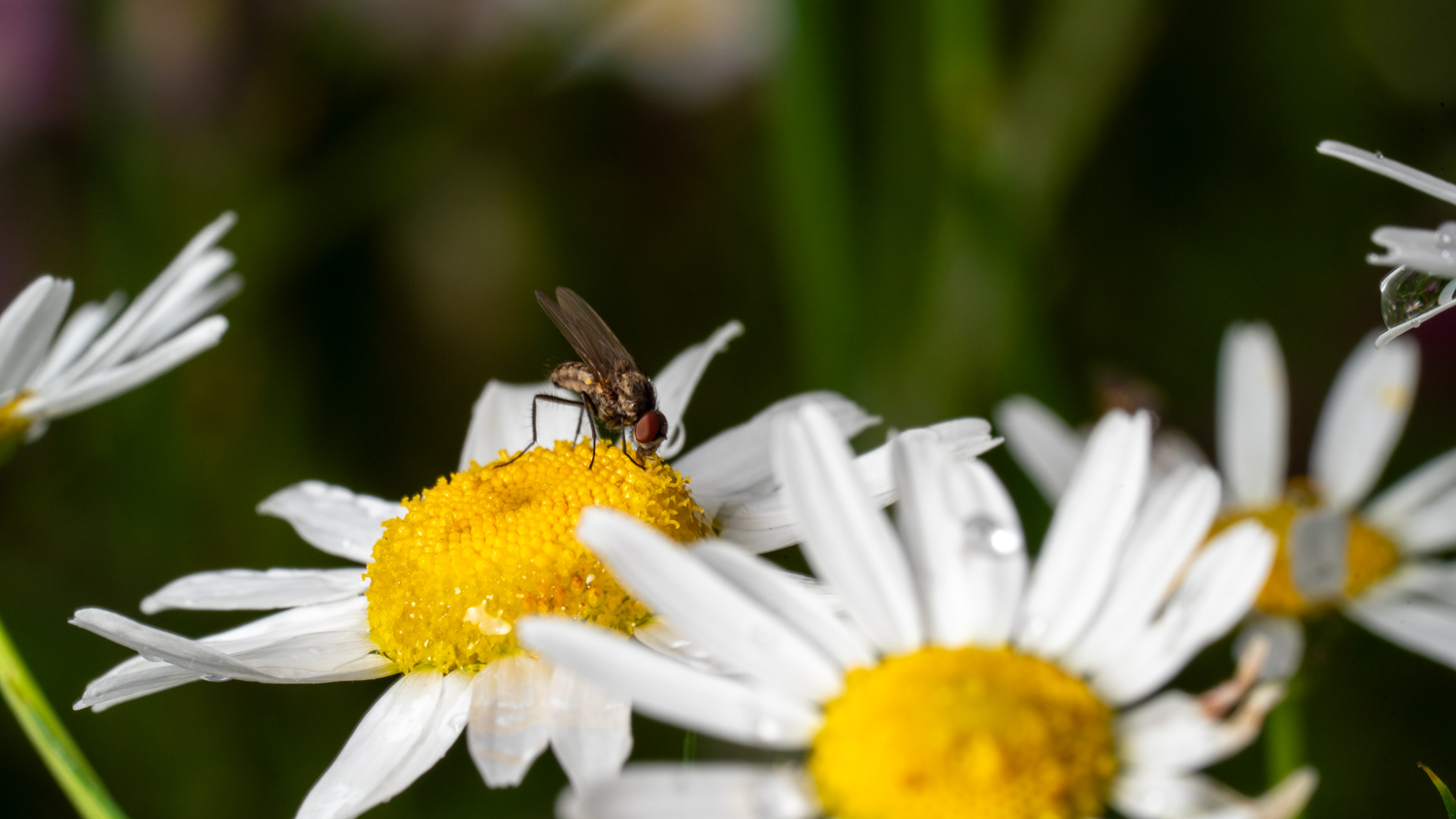 Flesh fly