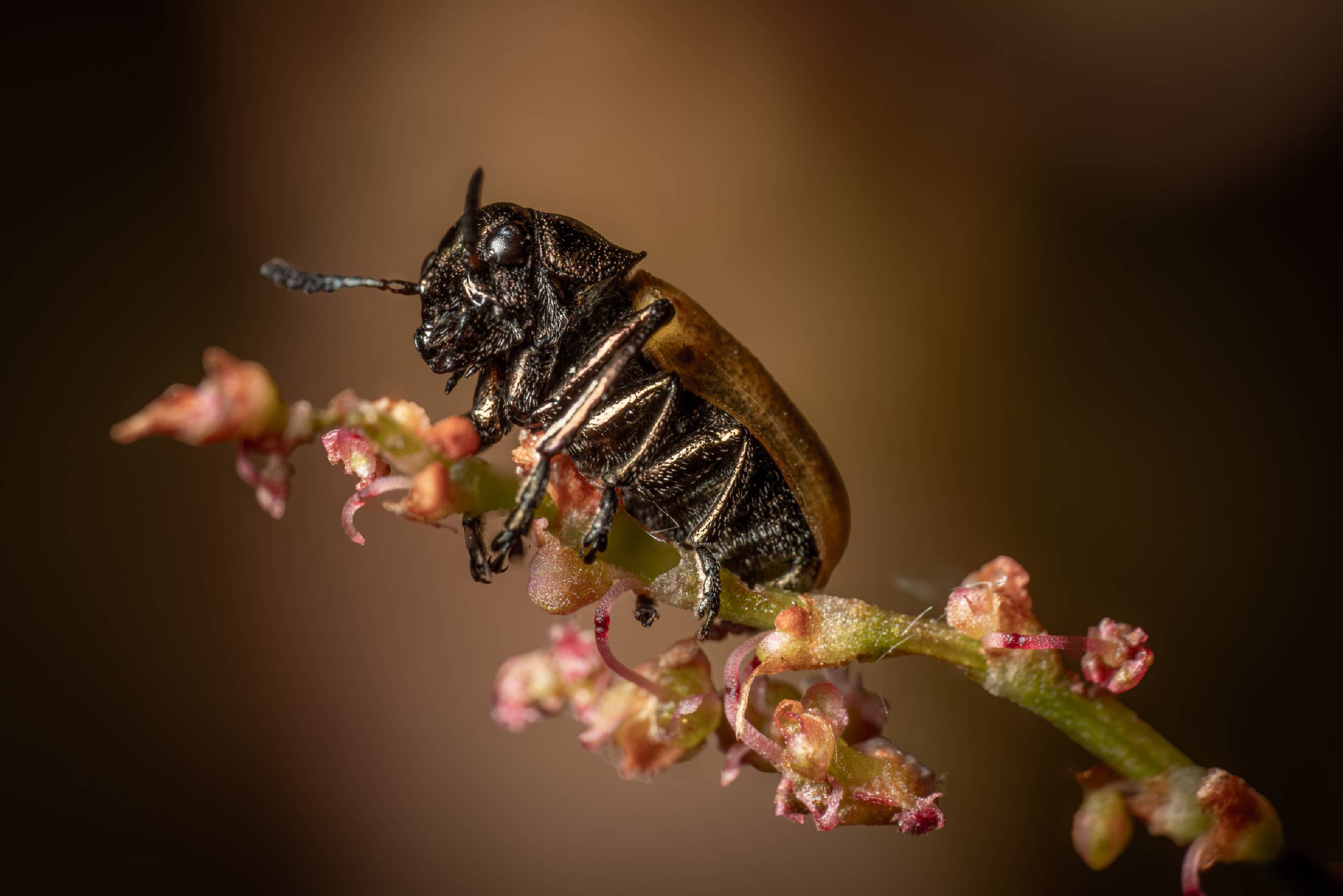 Labidostomis longimana