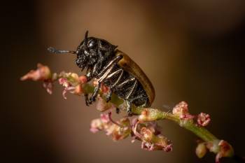 Labidostomis longimana