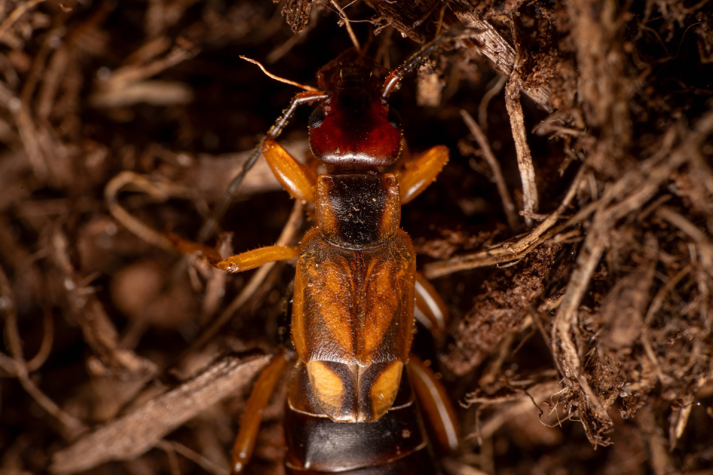 European Earwig