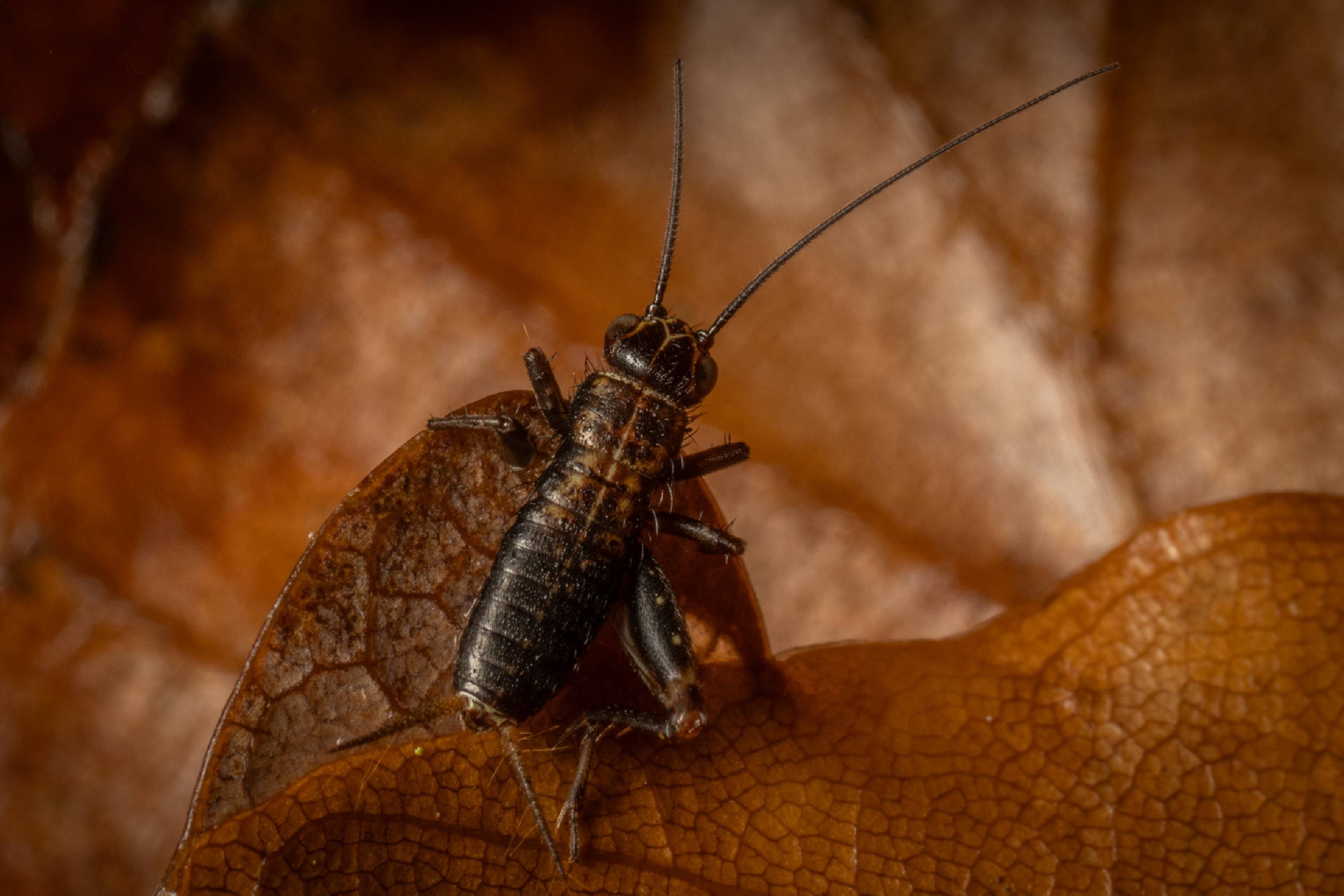 Wood Cricket