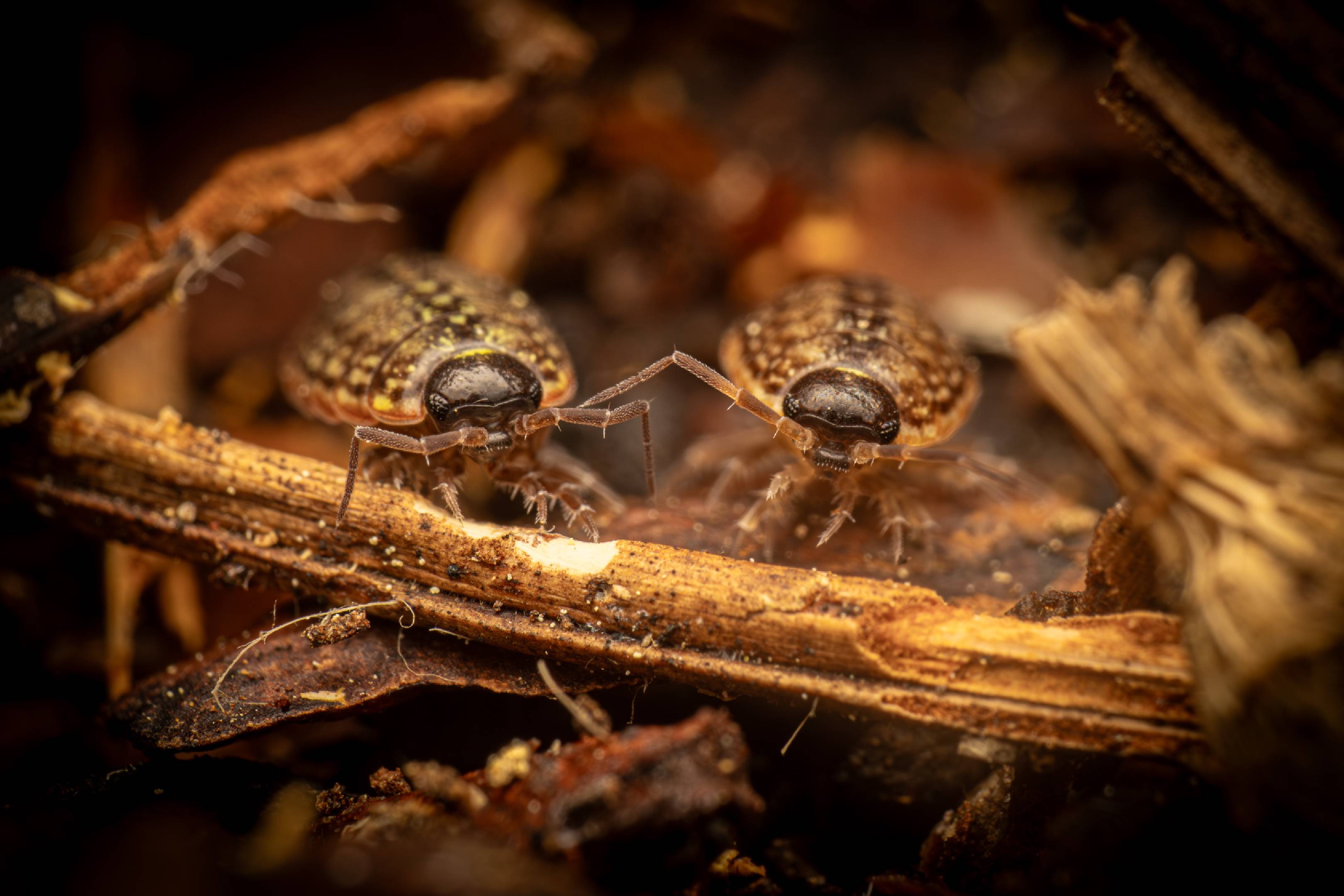 Common Striped Woodlouse