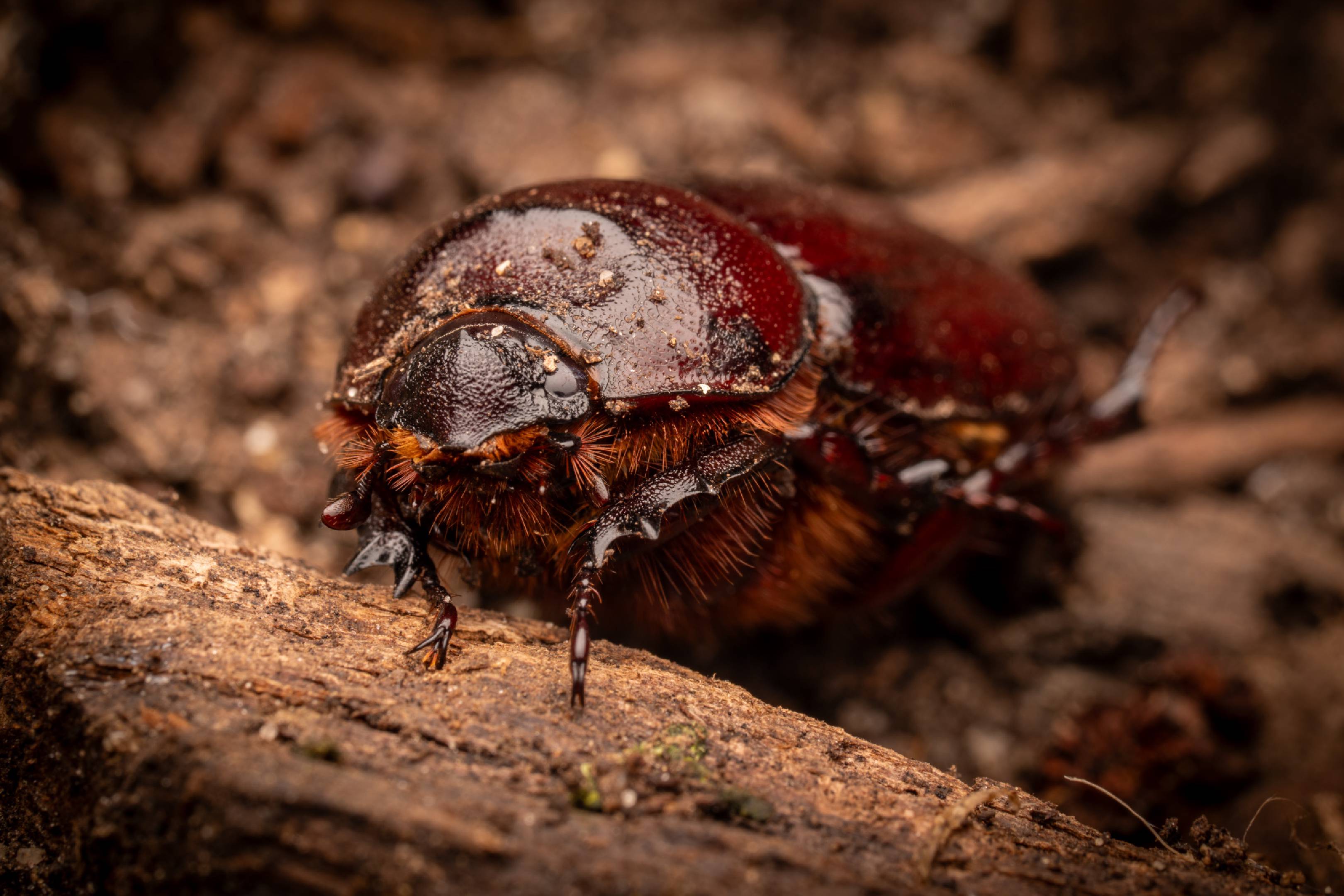 European Rhinoceros Beetle | European Rhinoceros Beetle