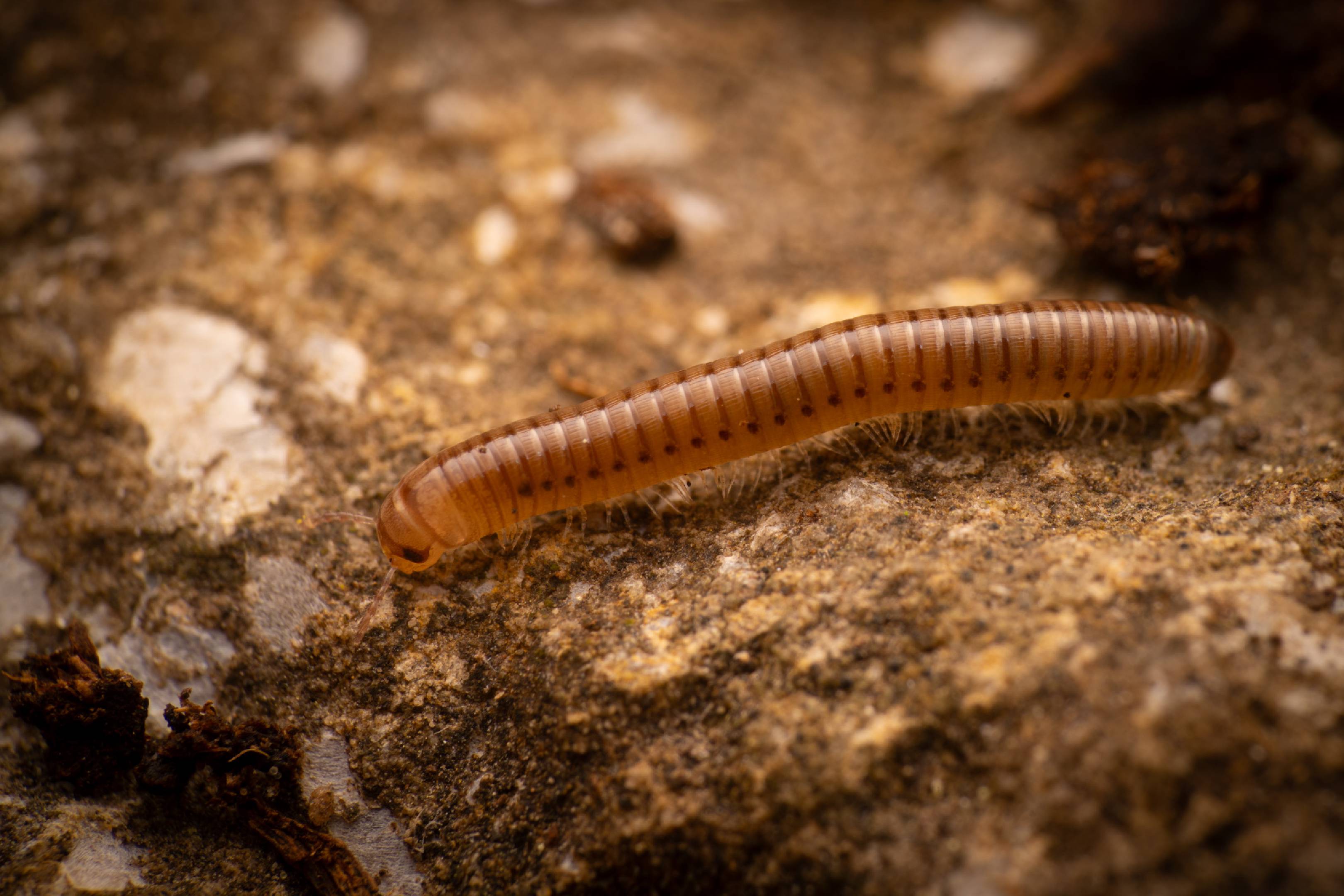 Round-backed Millipedes