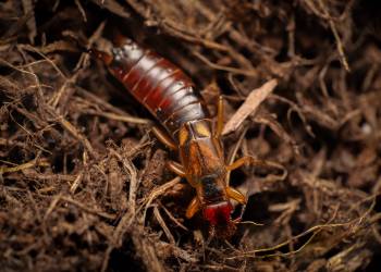 European Earwig