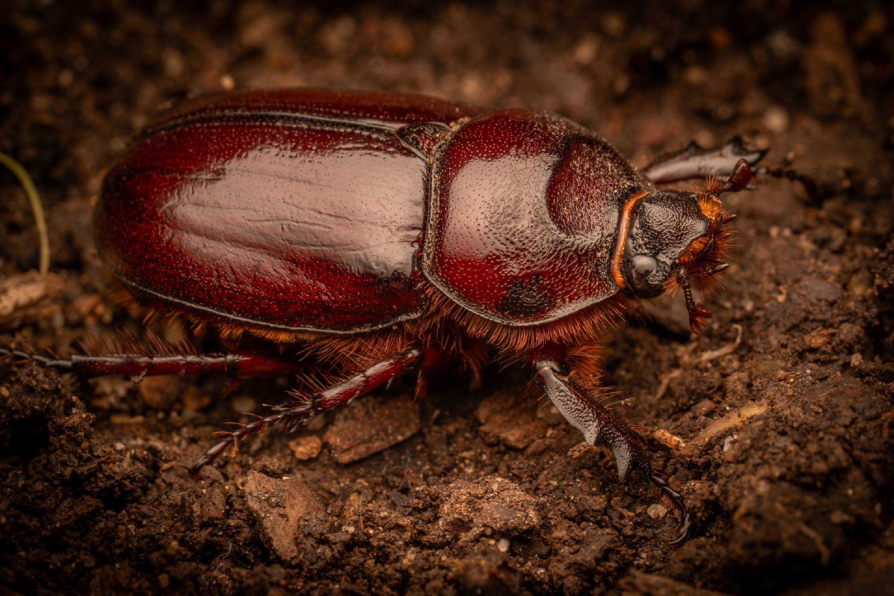 European Rhinoceros Beetle