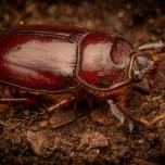 European Rhinoceros Beetle