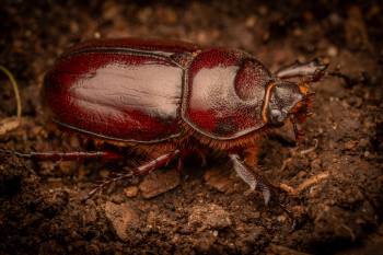 European Rhinoceros Beetle