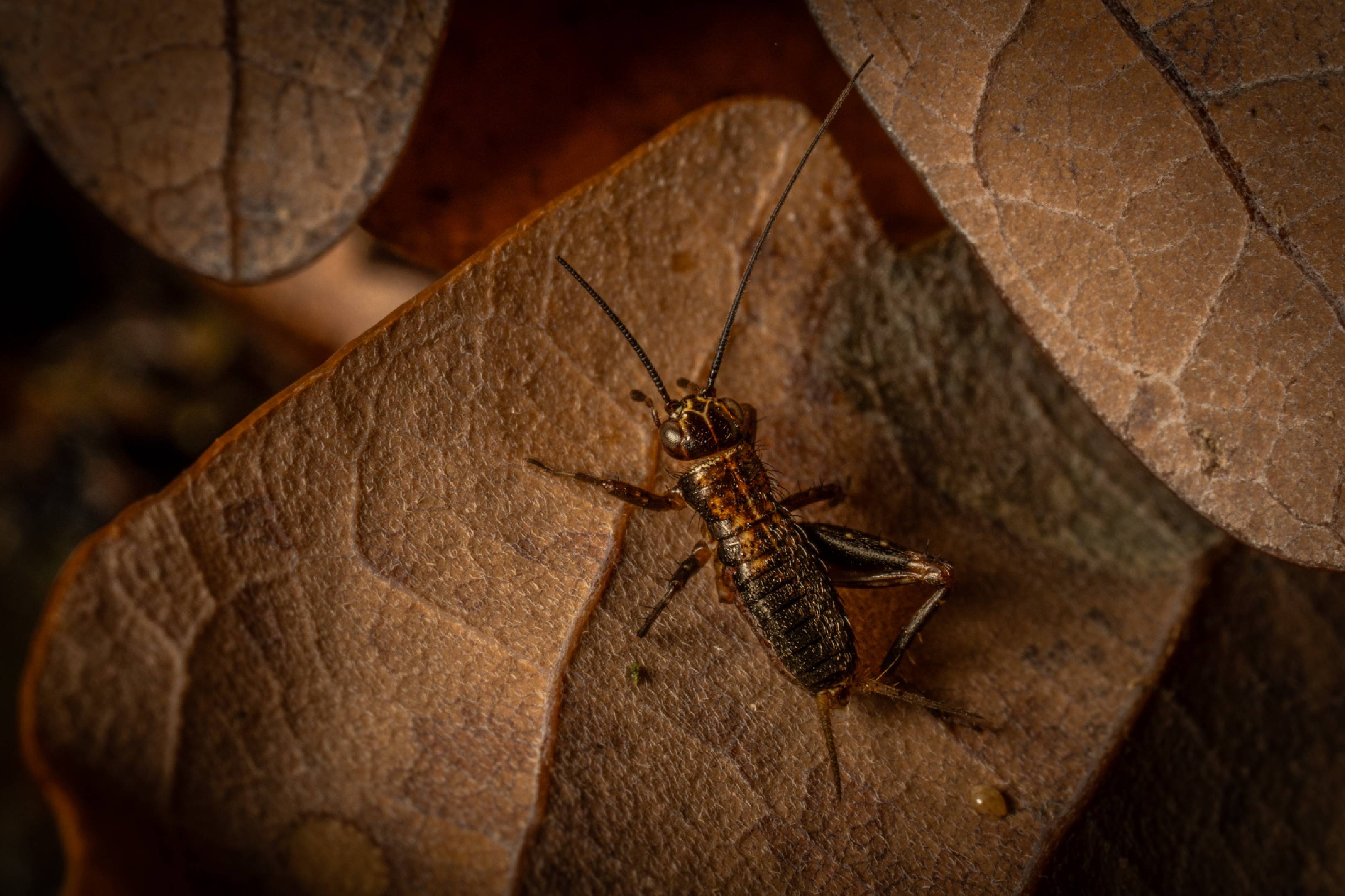 Wood Cricket