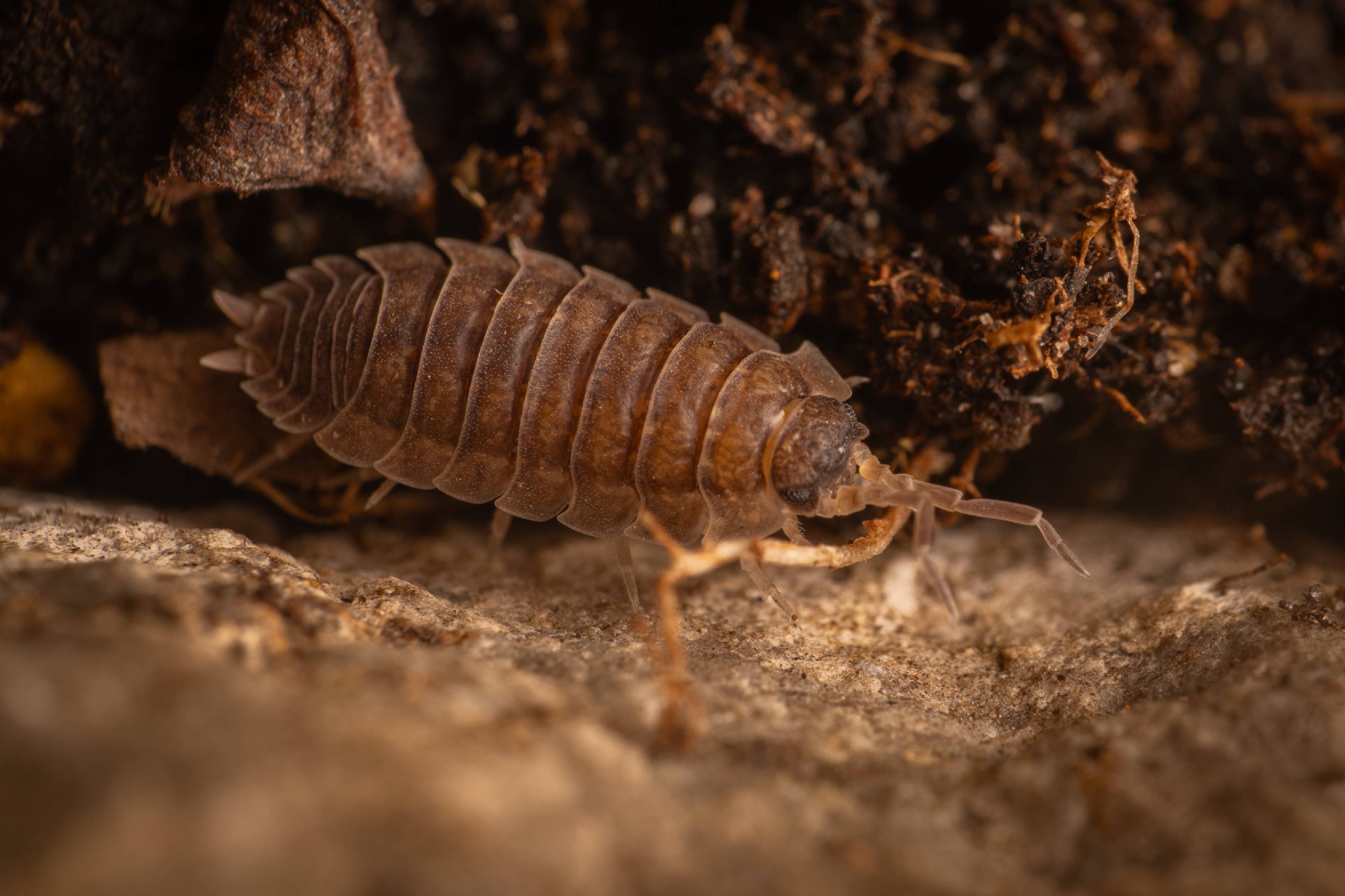 Common Rough Woodlouse