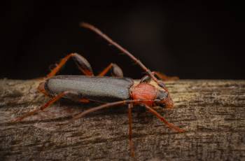 Tanbark Borer