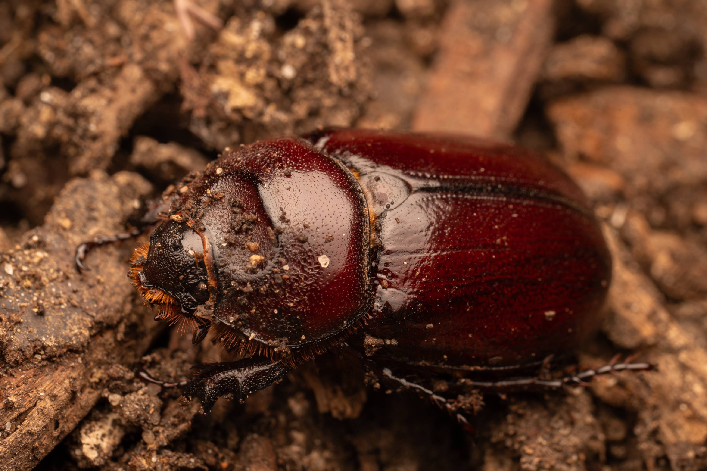 European Rhinoceros Beetle