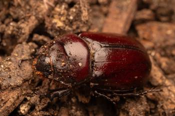 European Rhinoceros Beetle