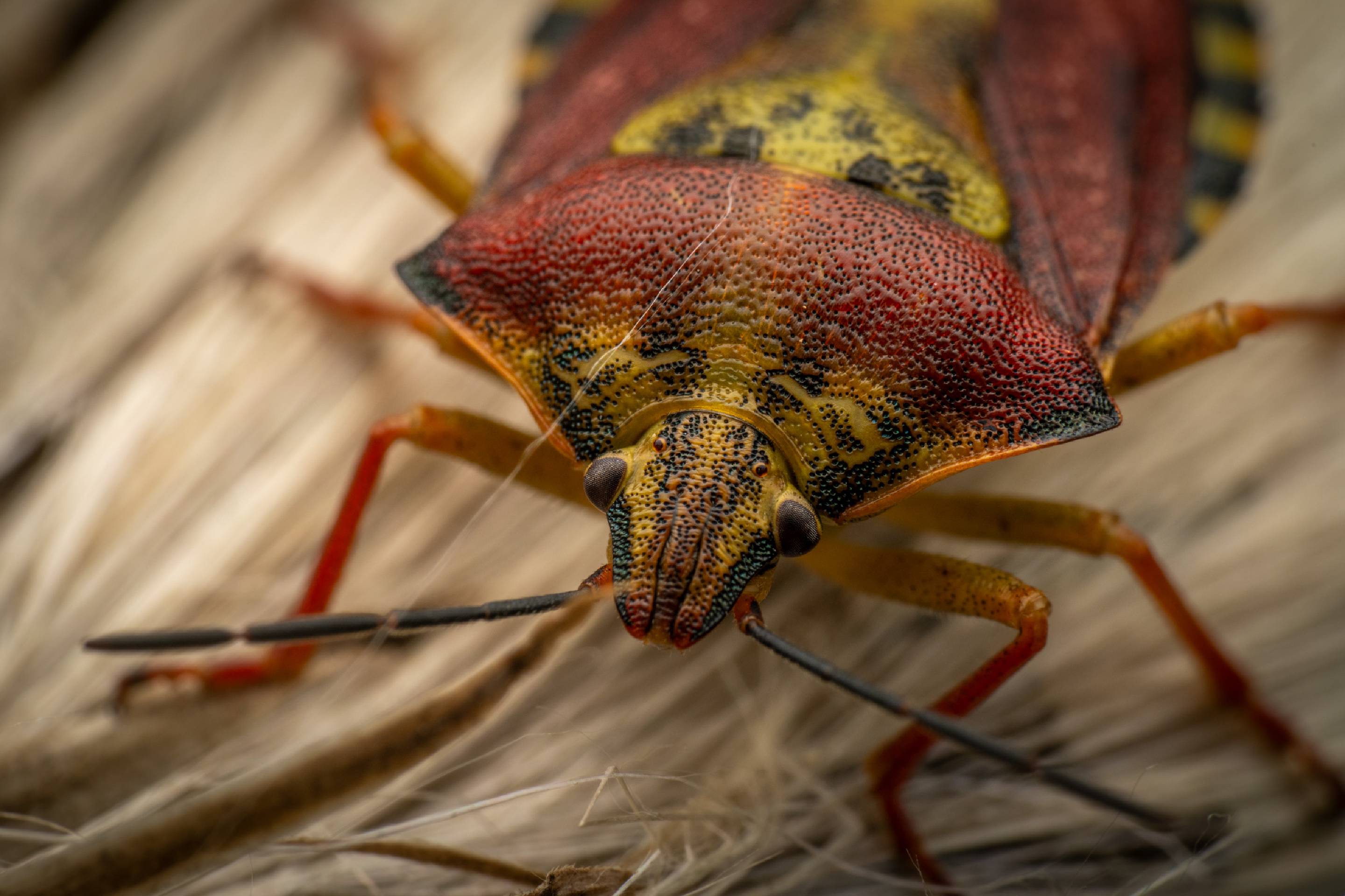 Black-shouldered Shieldbug