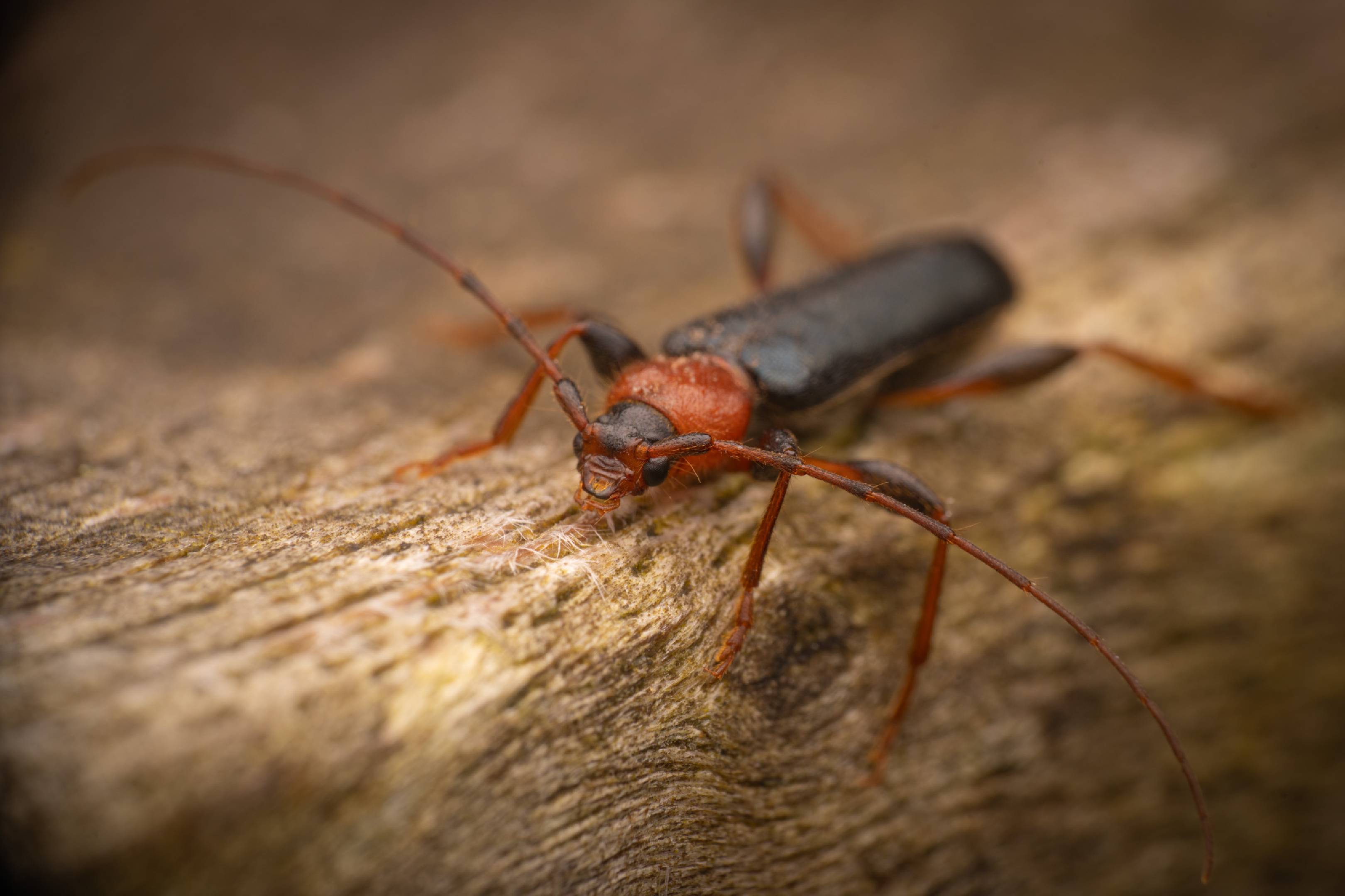 Tanbark Borer