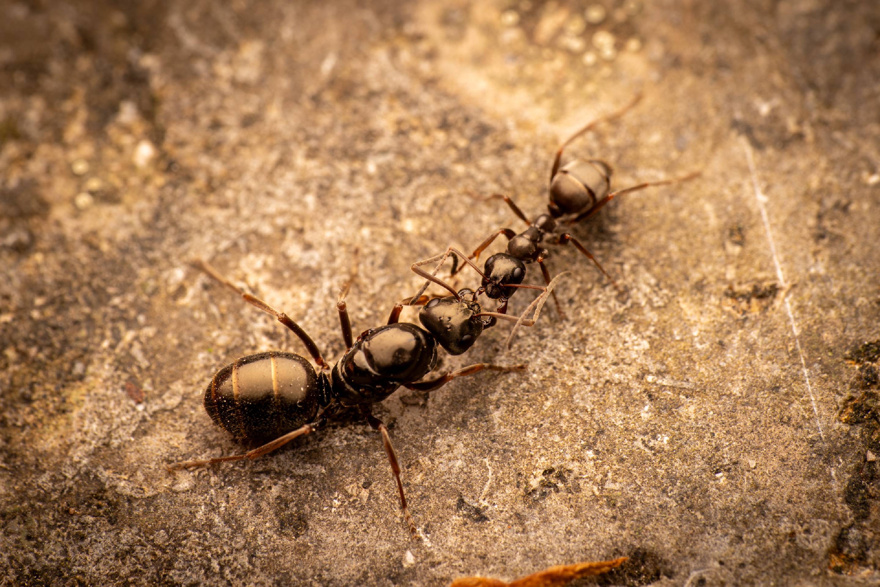 Black Garden Ant