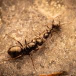 Black Garden Ant