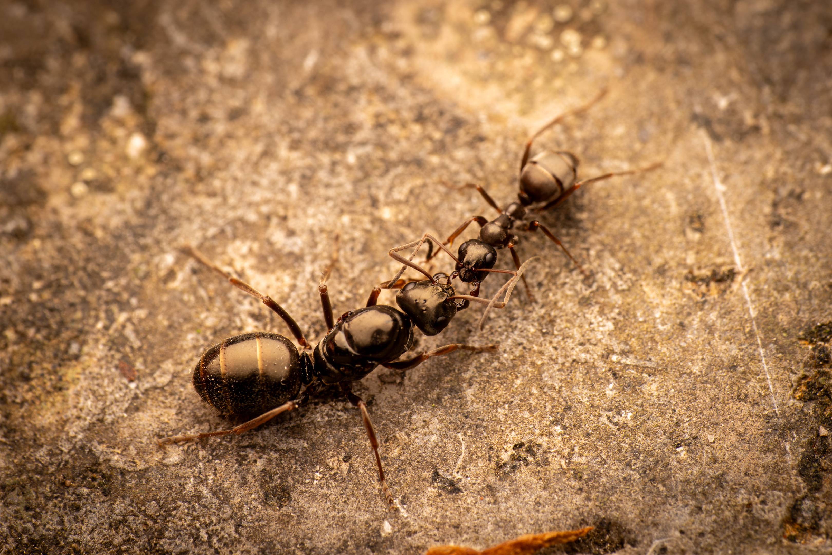 Black Garden Ant | Black Garden Ant