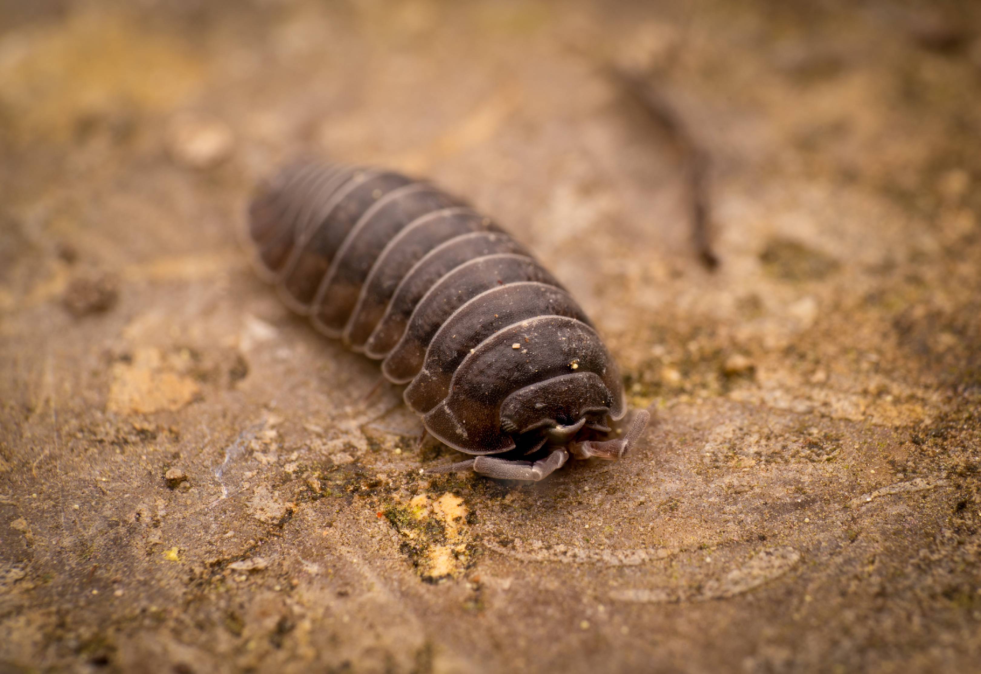 Pill Woodlice | Pill Woodlice