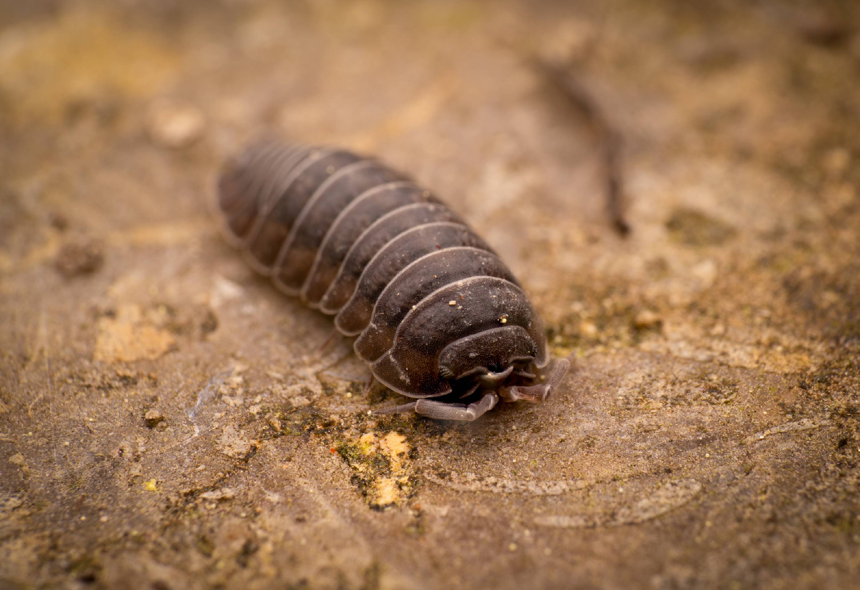 Pill Woodlice