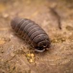 Pill Woodlice
