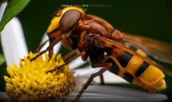 Hornet mimic hoverfly