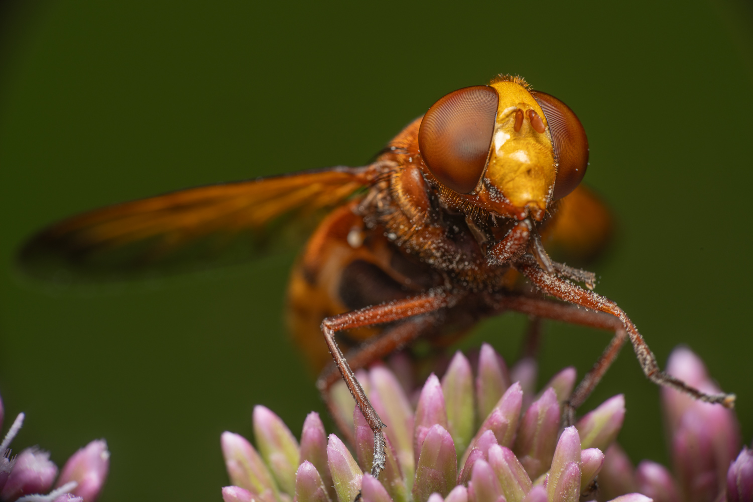 Hornet mimic hoverfly