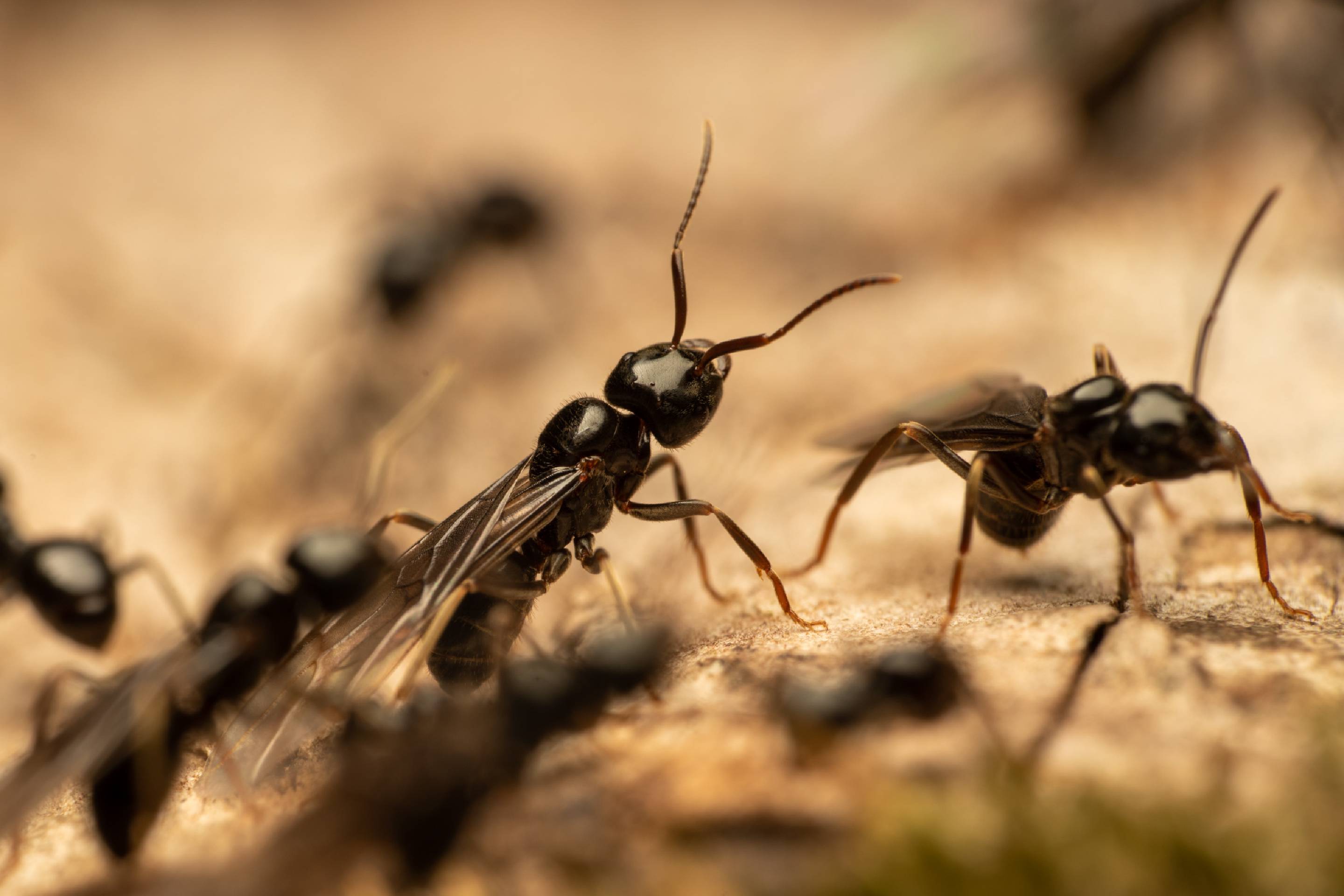 Black Garden Ant