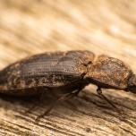 chequered click beetle