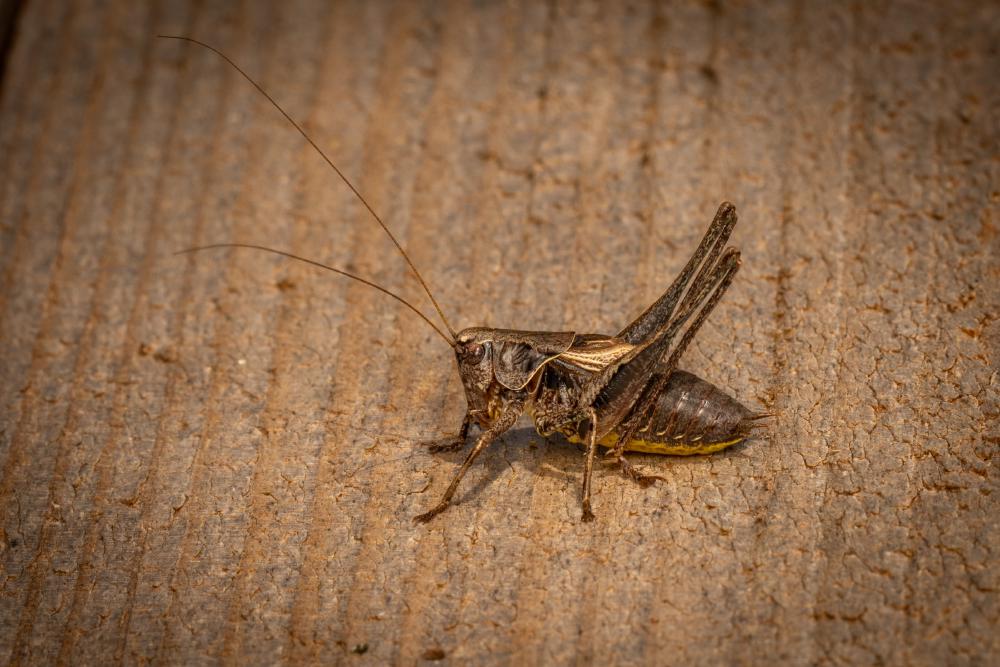 Dark Bush-cricket