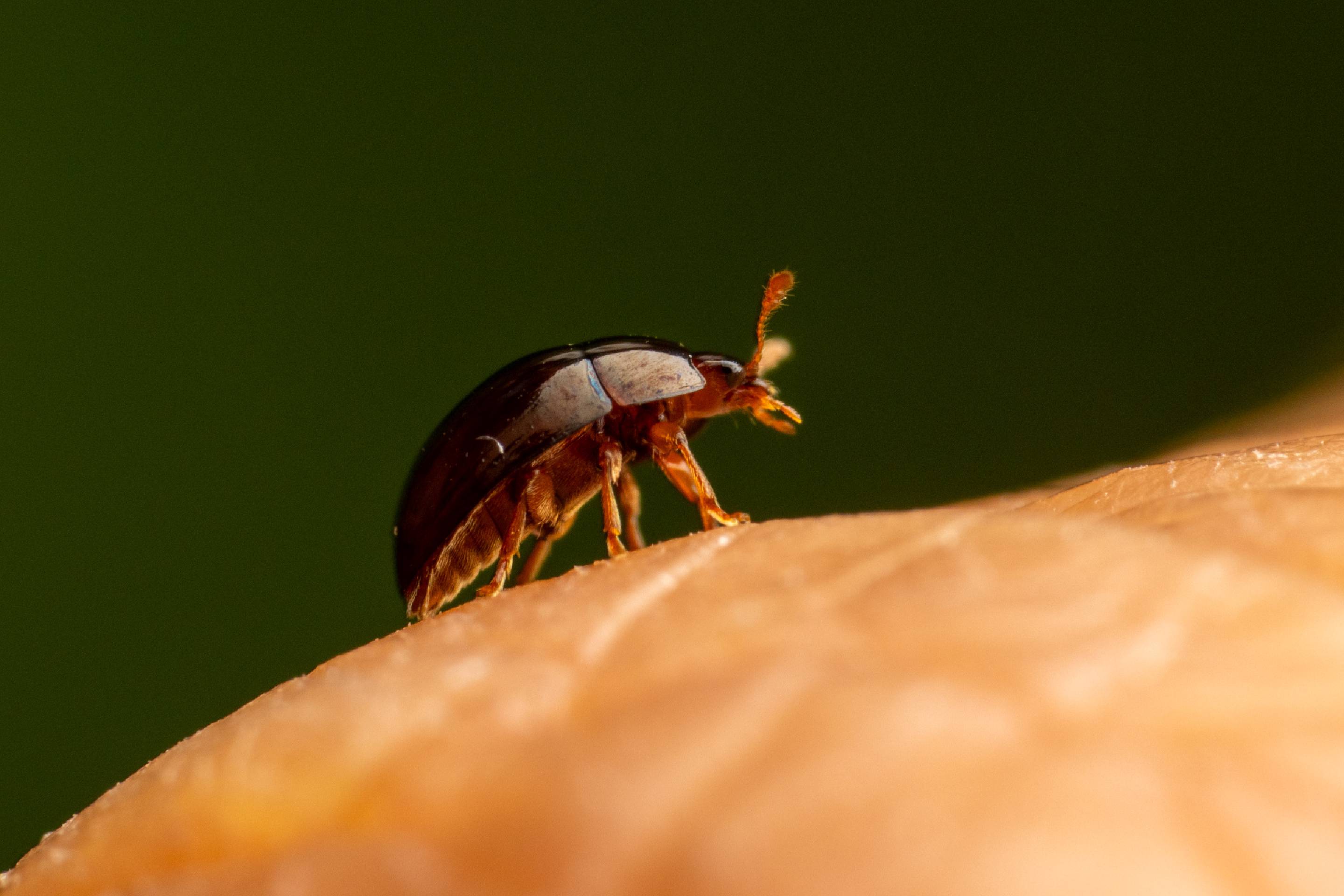 Olibrus bicolor