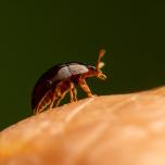 Olibrus bicolor